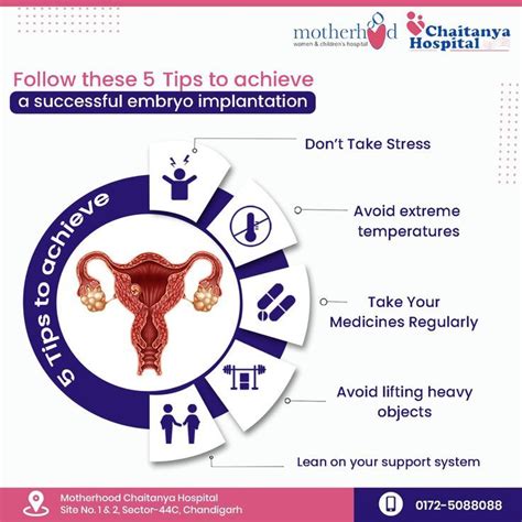 Image result for Embryo Transfer Success