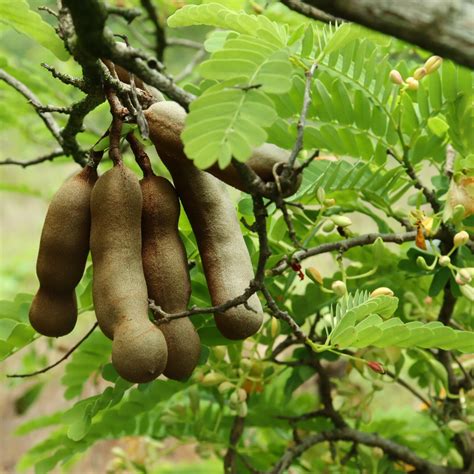Rare Tropical Fruit Trees 的图像结果