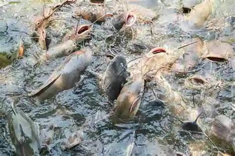 Image result for Catfish Farming Tips