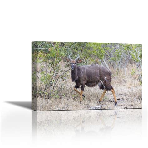 Karmakara Africa, South Africa Greater kudu Antelope - Fine Art Print ...