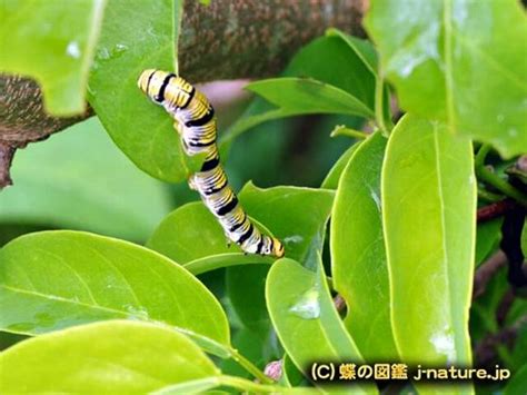 Image result for Horizontal Loop in JavaScript