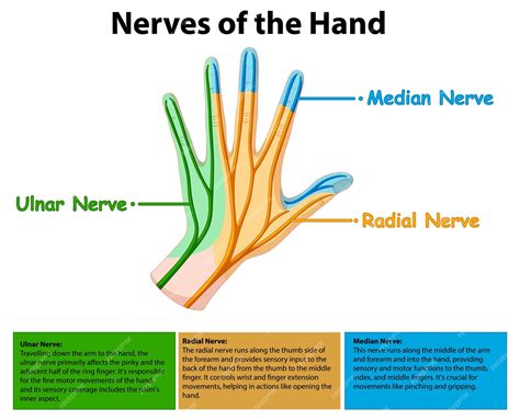 Free Vector | Anatomical Illustration of Hand Nerves