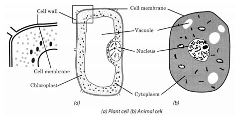 Image result for Class 8 Science Cell Structure and Function