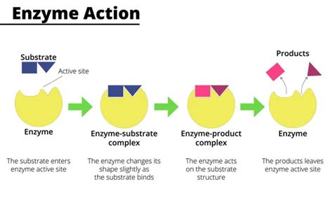 Image result for Enzyme Activity Lab Report Example