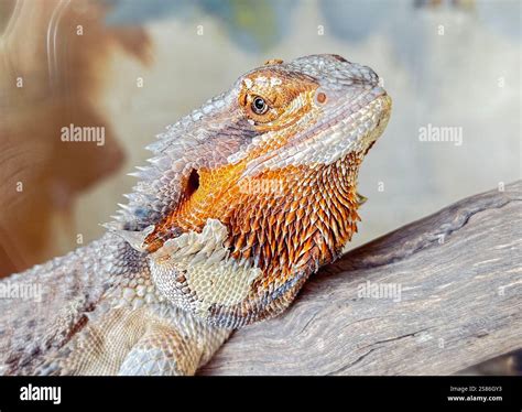 Bearded dragon lizard close up smartphone stock photos and images - Alamy