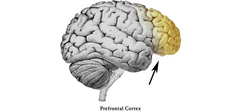 Image result for Brain Prefrontal Cortex