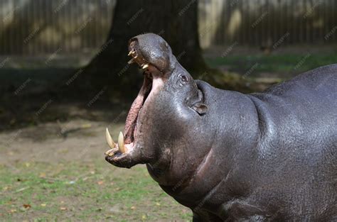 Hippopotamus Mouth