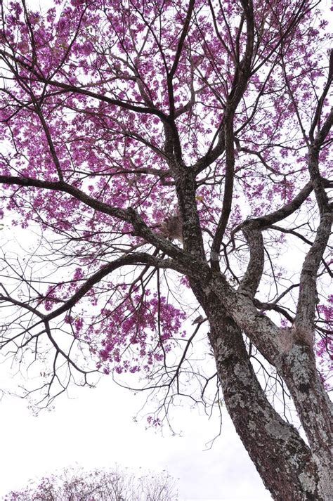 Abstract Purple Tree Painting