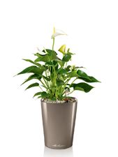 Lechuza Planters, Dubai, Manufacturers, Suppliers, UAE