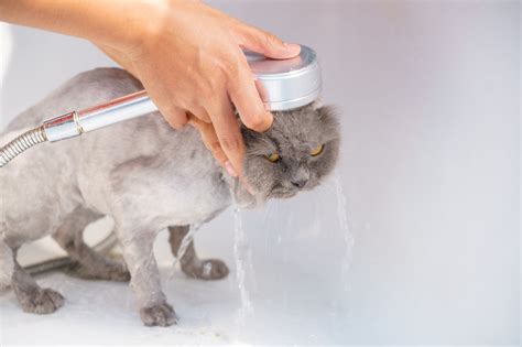 7 Little Known Reasons To Why do Cats Hate Water - BloggingWithConnie