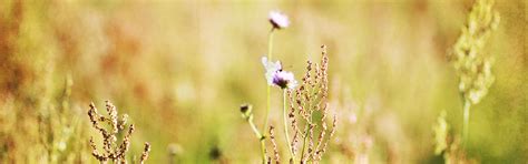 Download wallpaper field, macro, flowers, minimalism, section flowers ...