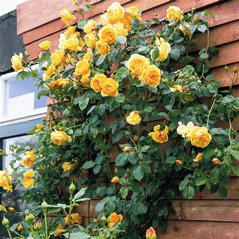 Gpt. Graham Thomas ® | Climbing Roses | Garden Rose Bush – Famous Roses ...