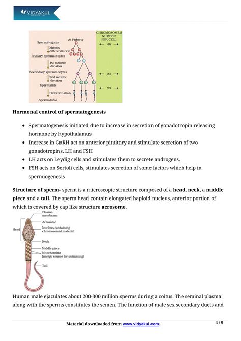 Image result for Class 12 Bio Human Reproduction