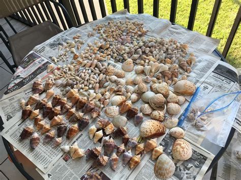 How to Polish Shells 的图像结果