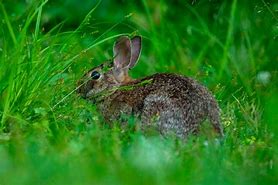 Image result for Bunny Big Ears Chocolate