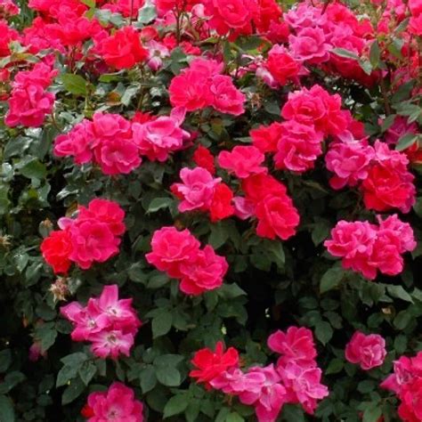 Rose, Double Red Knockout – John Renfroe | Landscape Architect