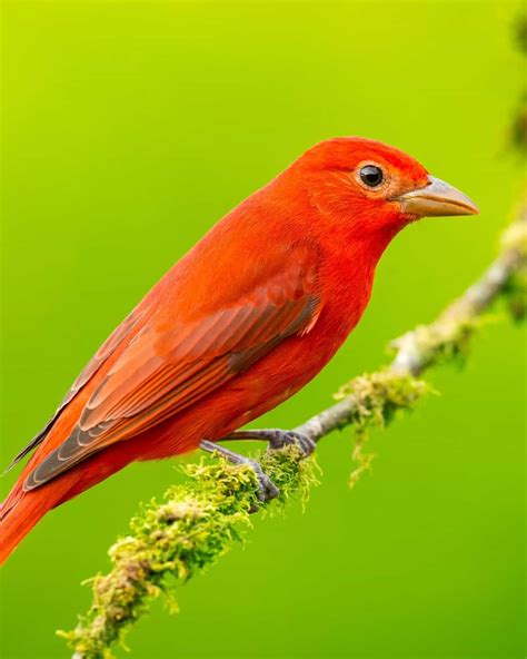 Red Bird Not Cardinal