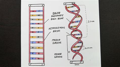 Image result for Structure of DNA Class 12