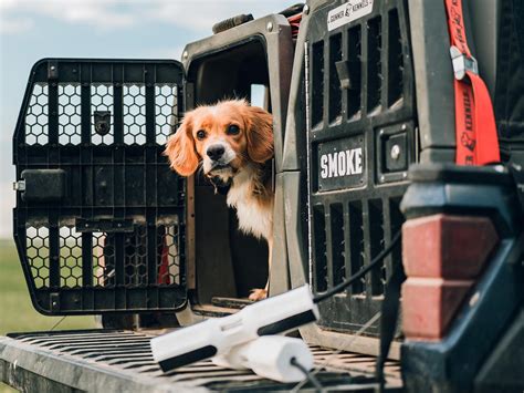 The Best Crash-Tested Dog Crates, According to Experts