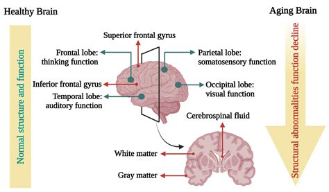 Herbal/Natural Compounds Resist Hallmarks of Brain Aging: From ...