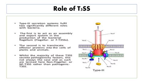 Type iii bacterial secretion system | PPTX