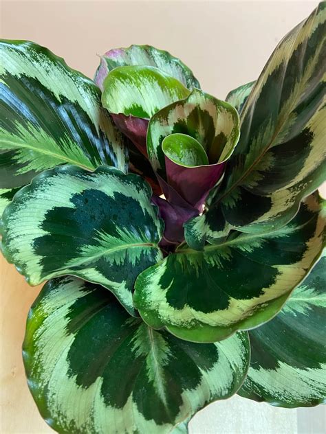 Calathea Medallion - The Mellow SF