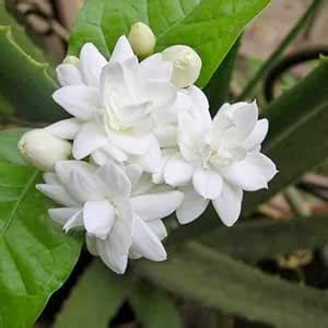 Platone_Jasmine PlantJasmine Flower Plant.Jasmine Flower Plant ...