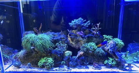 Corals Dying 的图像结果