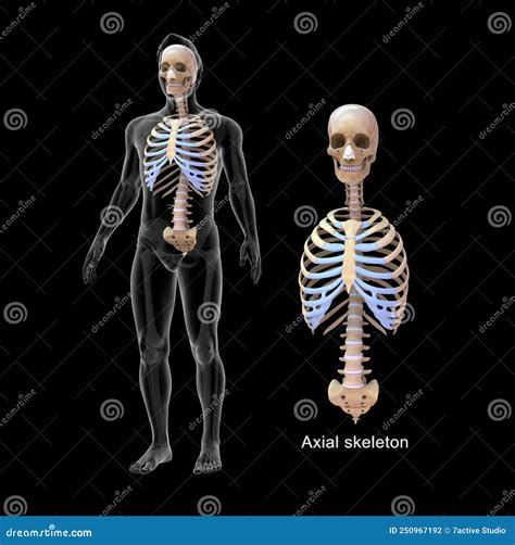Human Skeletal System - Axial Bones Stock Illustration - Illustration ...