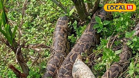 Python Snake: ফোঁস ফোঁস শব্দ! কাছে যেতেই চক্ষু চড়কগাছ শ্রমিকদের, মধু ...