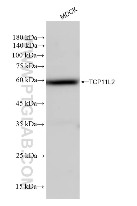 TCP11L2 antibody (83227-1-PBS) | Proteintech