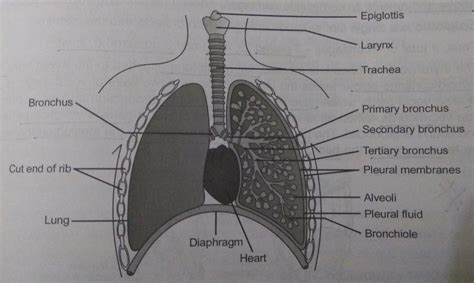 Drawing The Lungs