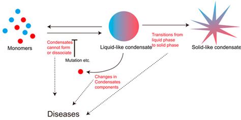 Functions of Intrinsically Disordered Regions