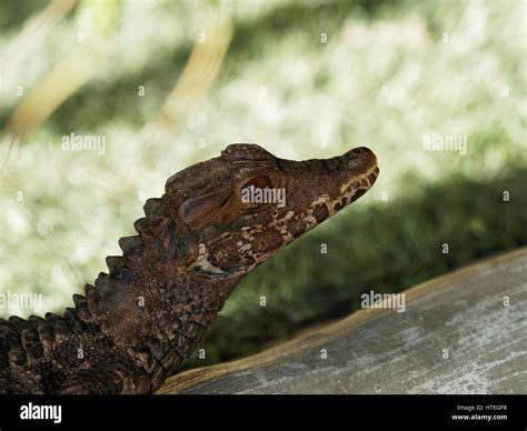 Cuvier's Dwarf Caiman - Paleosuchus palpebrosus Stock Photo - Alamy