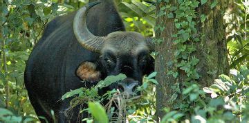 West Bengal Hill Stations Tour Package for 2 Days 1 Night | West Bengal ...