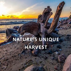 Nature's Unique Harvest | eBay Stores