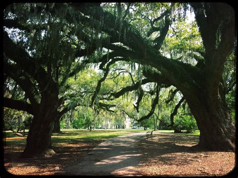 Mossy Trees in New Orleans Photography