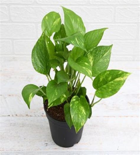 Money Plant Variegated | TheGreenyard.in