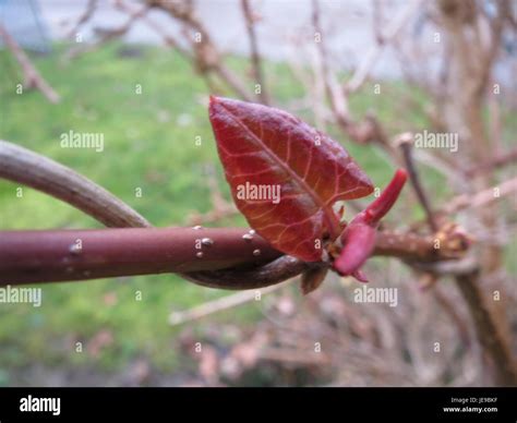 Fallopia baldschuanica, also known as the Russian vine, is a fast ...