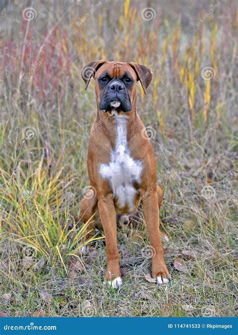 Male Boxers Dog at Judy Acosta blog