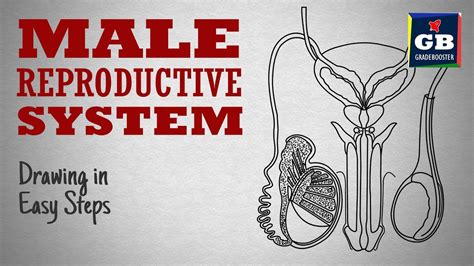 Image result for Male Reproductive System Easy Drawing
