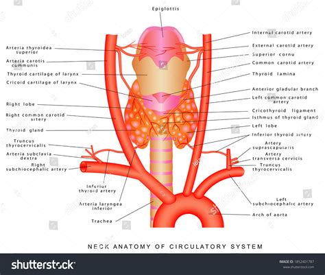 Arteries Neck Neck Anatomy Circulatory System: ภาพประกอบสต็อก 1852401787 | Shutterstock