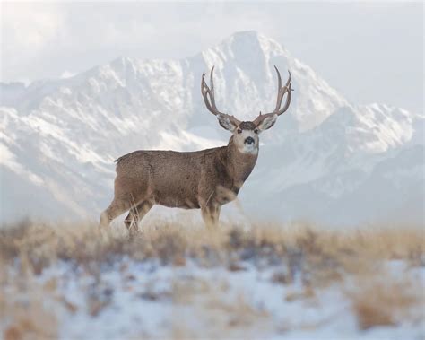 Colorado 5-day Guide’s Choice Colorado Mule Deer Hunt for 1 Hunter