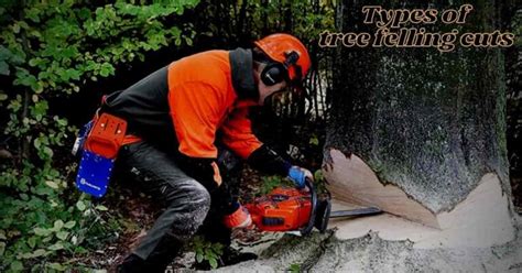 Image result for KERF Cut Tree Felling