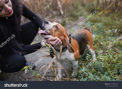 Image result for Animal Connection