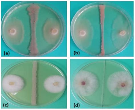 Bio-Priming with Bacillus Isolates Suppresses Seed Infection and ...