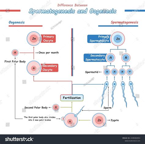 Simple Illustration Oogenesis Spermatogenesis Vector File Stock Vector (Royalty Free) 2199302953 ...