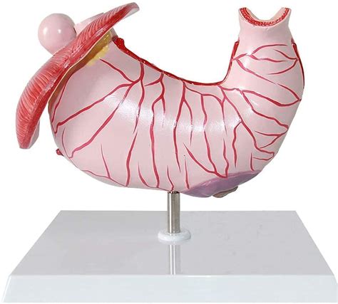 Anatomy Model Assembly Educational Model Stomach Anatomical Model ...