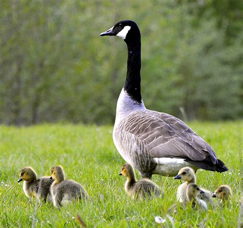 Canada Goose, adult bird with Chicks on lawn free image download