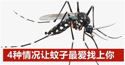蚊子究竟能飞多高？为什么不管住几层都有？真相大吃一惊… - 青岛新闻网